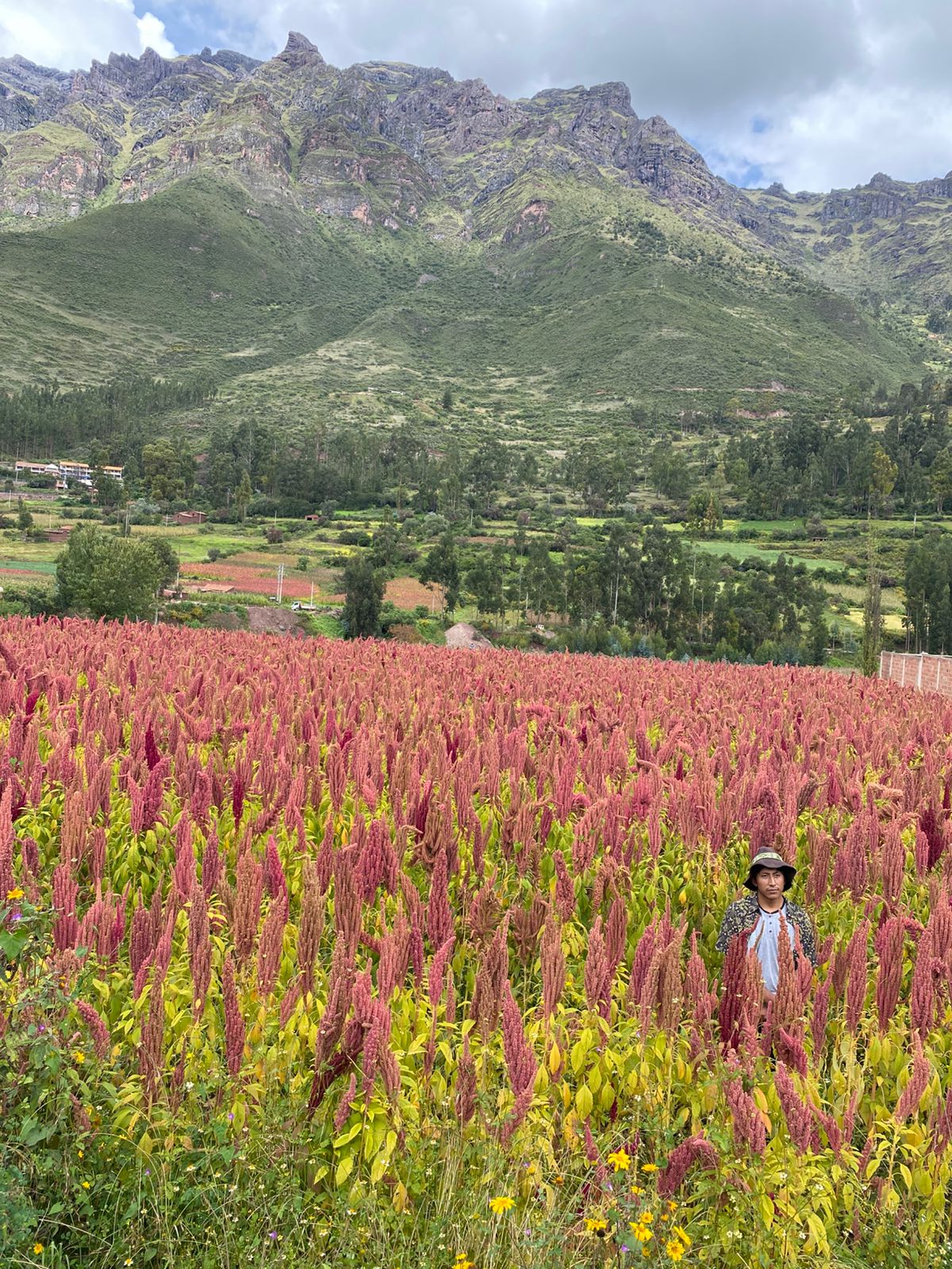 Inti in the quinoa field